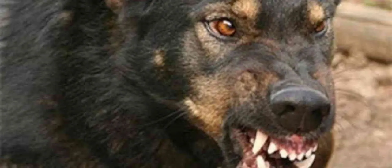 Spara a un gatto e lo lascia sbranare dai suoi tre cani, poi pubblica il video su Tik Tok: uomo denunciato nel Palermitano