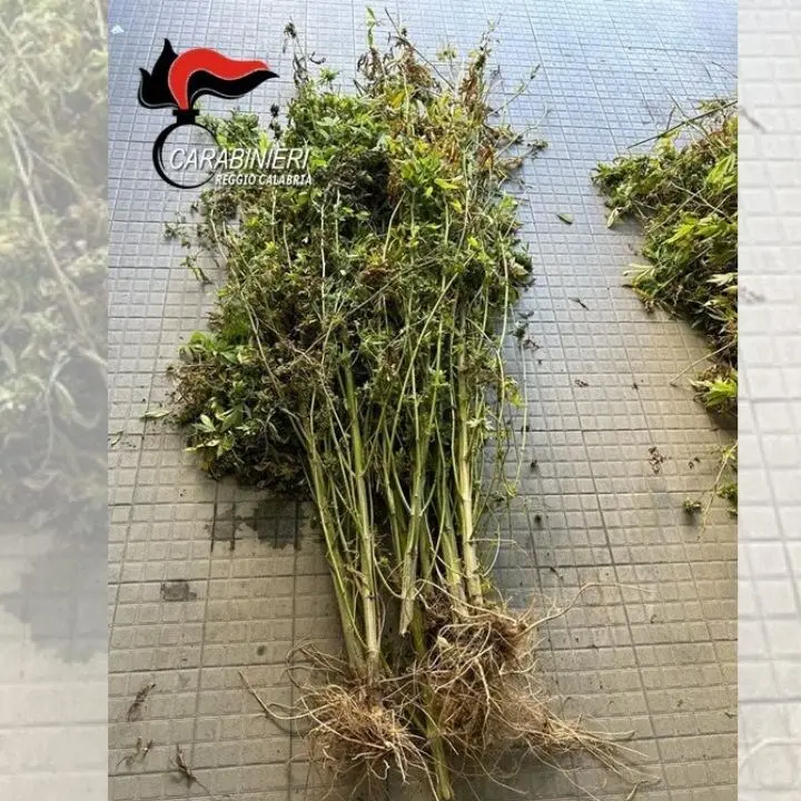 Reggio Calabria, trovate 500 piante di marijuana alte 2 metri in un terreno abbandonato
