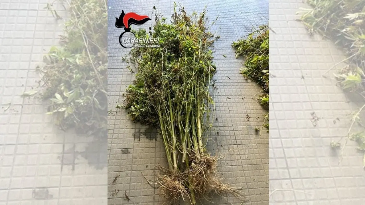 Reggio Calabria, trovate 500 piante di marijuana alte 2 metri in un terreno abbandonato