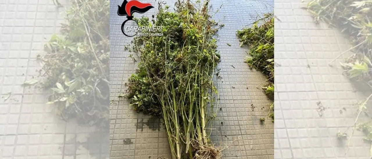 Reggio Calabria, trovate 500 piante di marijuana alte 2 metri in un terreno abbandonato