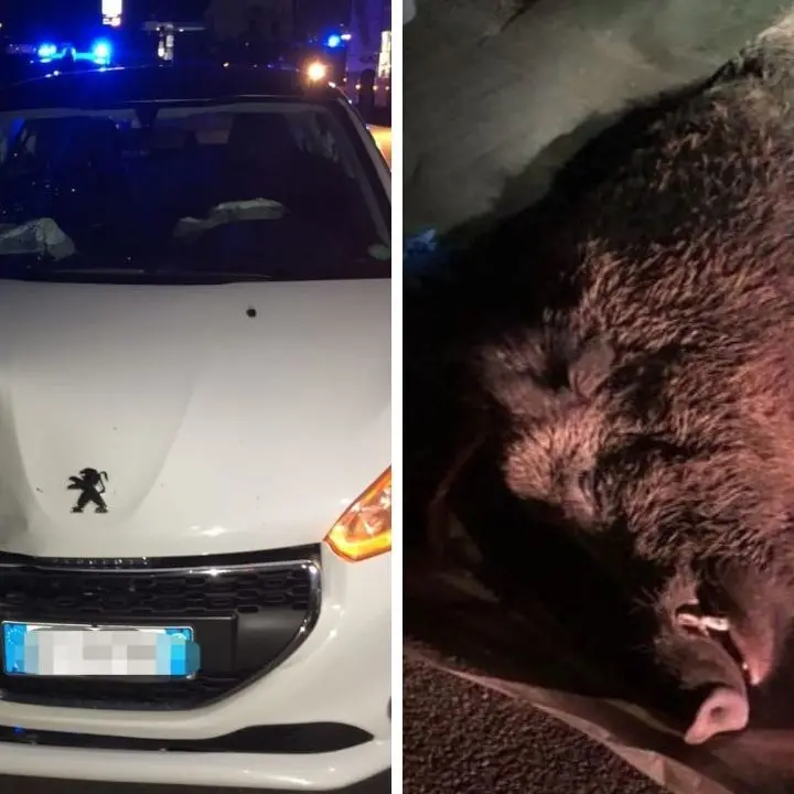 Incidente nel Catanzarese, si schiantano con l’auto contro un cinghiale e finiscono in un canalone: due feriti