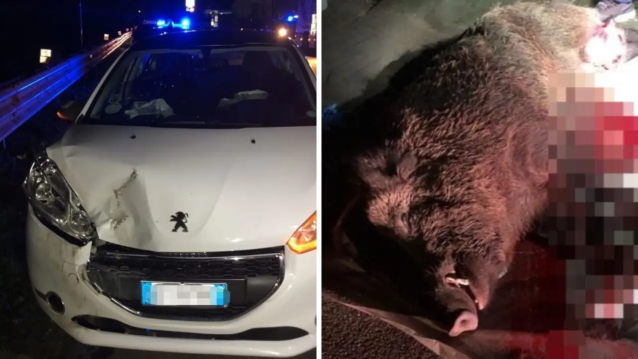 Incidente nel Catanzarese, si schiantano con l’auto contro un cinghiale e finiscono in un canalone: due feriti