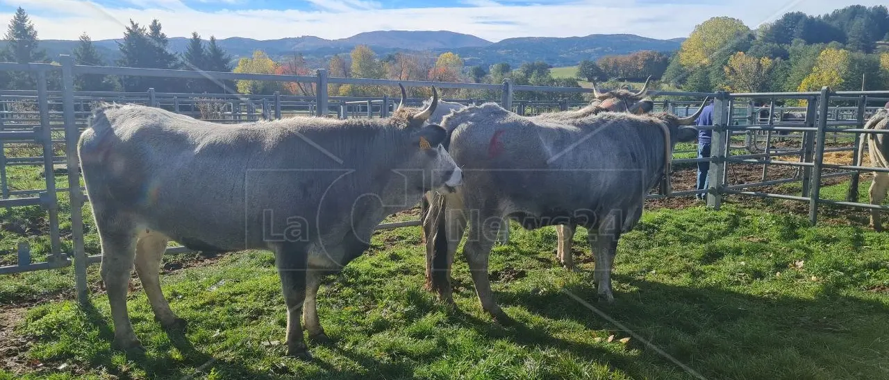 No alla carne artificiale: la Calabria della Dieta Mediterranea e del Pitagorismo può proporre al mondo altri modelli!