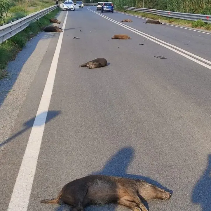 Branco di cinghiali causa incidente sulla strada per Gambarie, morti nove esemplari