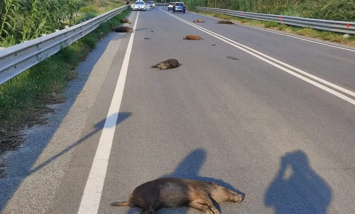 Branco di cinghiali causa incidente sulla strada per Gambarie, morti nove esemplari