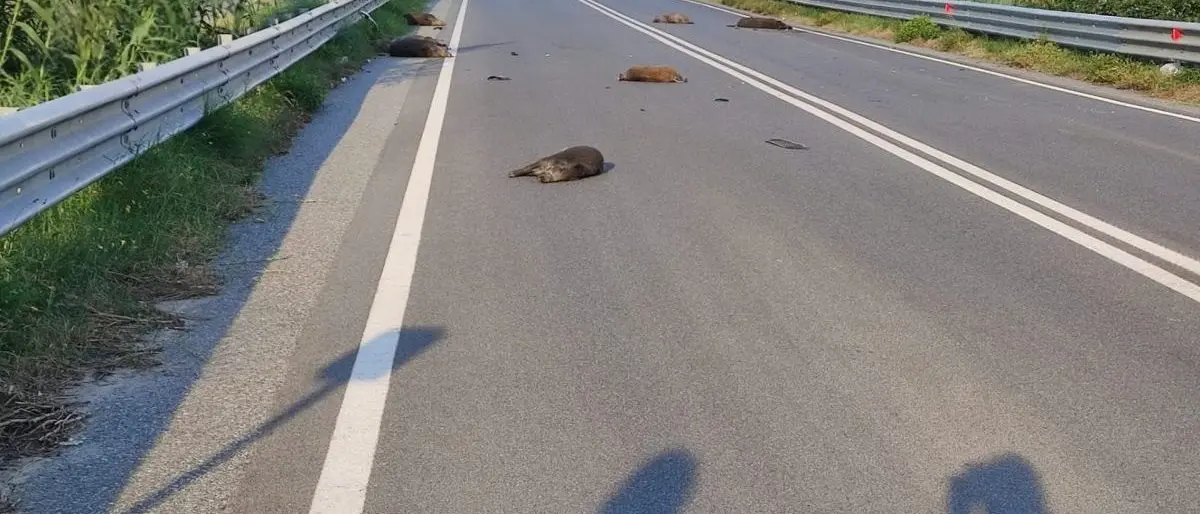 Branco di cinghiali causa incidente sulla strada per Gambarie, morti nove esemplari