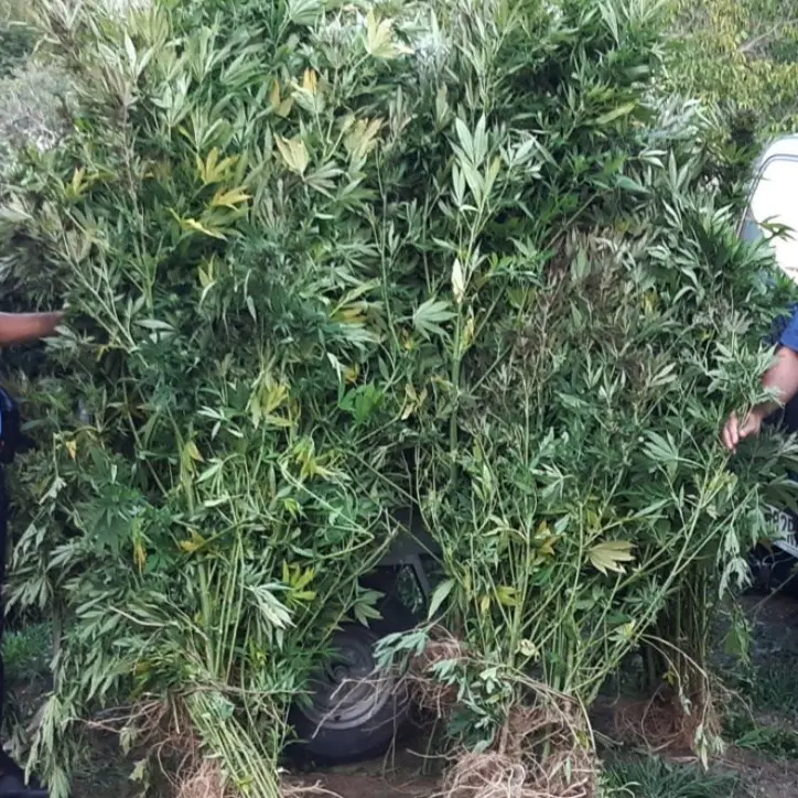Scoperta una piantagione di marijuana nelle campagne del Catanzarese, sequestri
