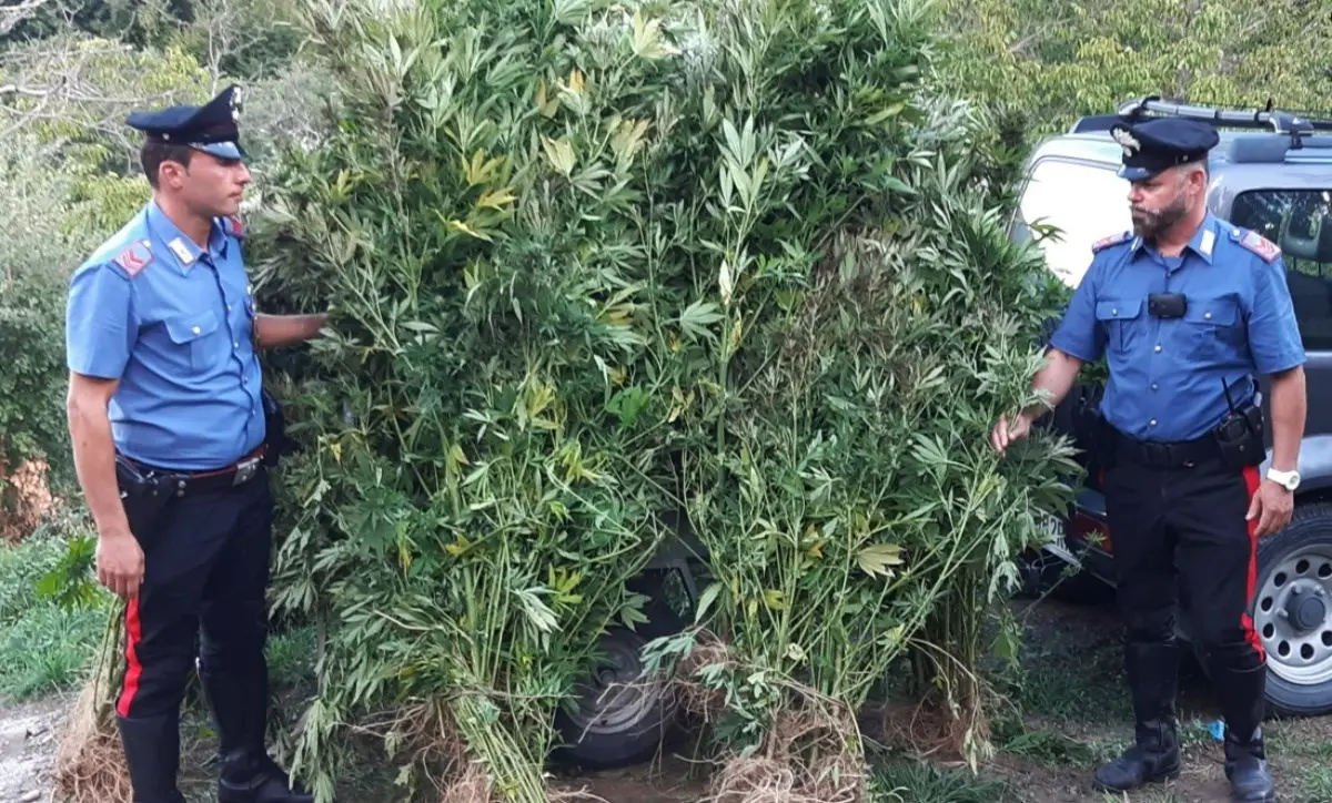 Scoperta una piantagione di marijuana nelle campagne del Catanzarese, sequestri