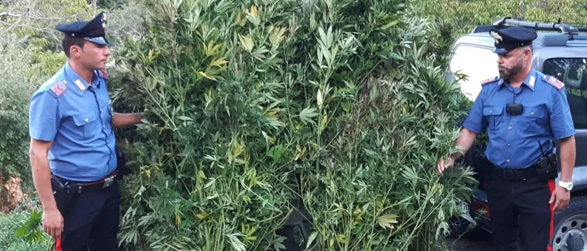 Scoperta una piantagione di marijuana nelle campagne del Catanzarese, sequestri