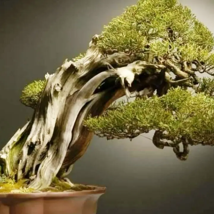A Catanzaro la mostra nazionale dedicata all’arte dei bonsai