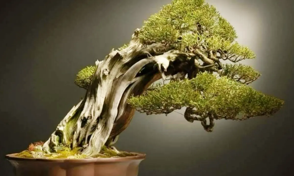 A Catanzaro la mostra nazionale dedicata all’arte dei bonsai