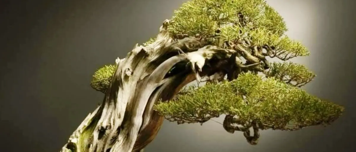 A Catanzaro la mostra nazionale dedicata all’arte dei bonsai