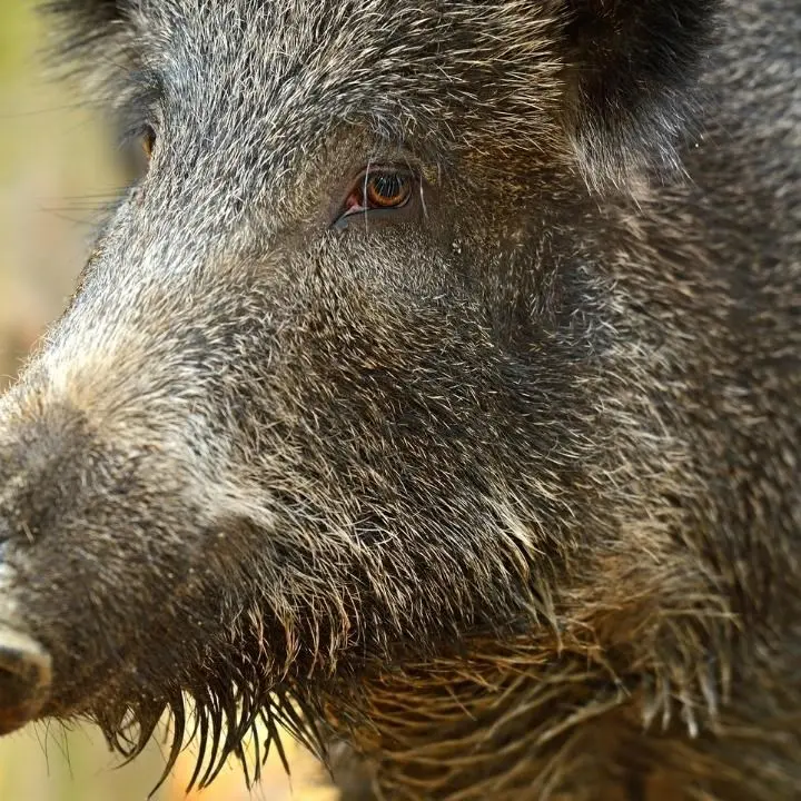 Cinghiale nel cortile della scuola, lezioni sospese alla “D’Errico” di Catanzaro: «Ci scusiamo per il disagio»