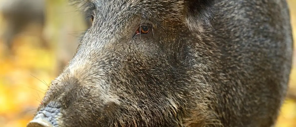 Cinghiale nel cortile della scuola, lezioni sospese alla “D’Errico” di Catanzaro: «Ci scusiamo per il disagio»