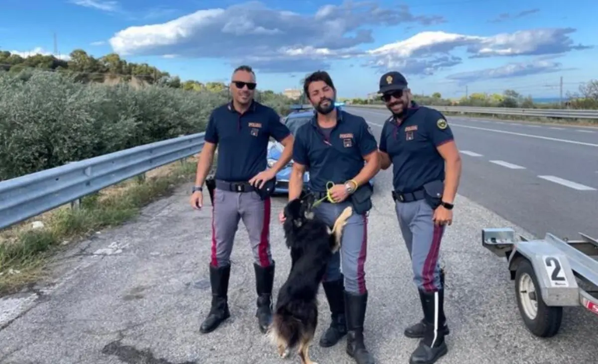 Nel Cosentino poliziotto salva un cane abbandonato e chiede di poterlo adottare