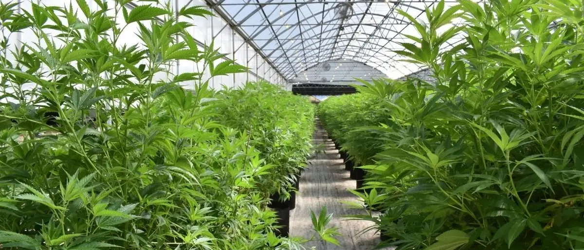 Marijuana in un vivaio del Vibonese, la Cassazione annulla la condanna nei confronti di due imprenditori