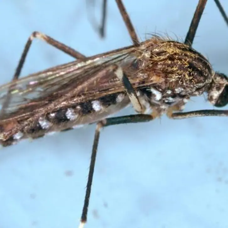 West Nile: salgono a 517 i casi di virus in Italia, 28 i morti