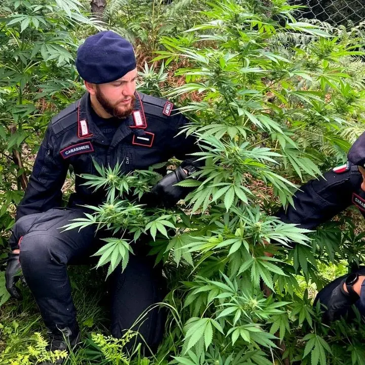 Armi con matricola abrasa, due piantagioni e 7 chili di marjuana già essiccata rinvenuti nel Reggino