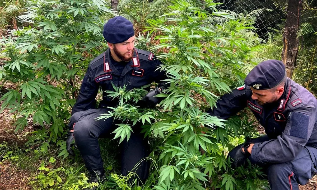 Armi con matricola abrasa, due piantagioni e 7 chili di marjuana già essiccata rinvenuti nel Reggino