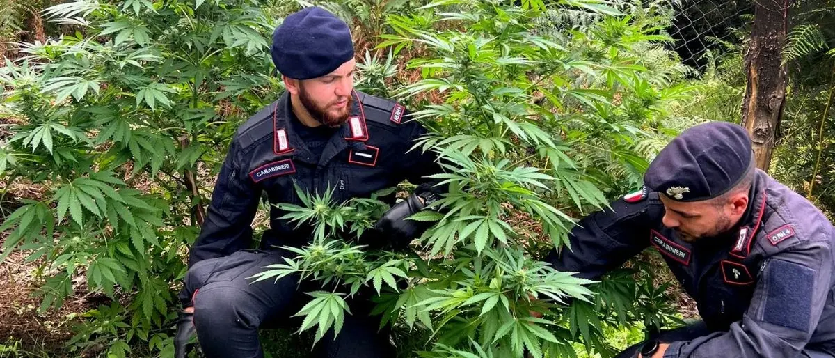 Armi con matricola abrasa, due piantagioni e 7 chili di marjuana già essiccata rinvenuti nel Reggino