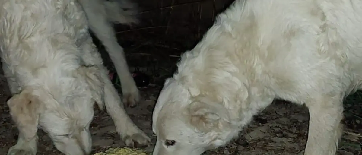 Cassano, due cuccioli di maremmano uccisi a fucilate. La denuncia delle associazioni: «Gesto crudele»