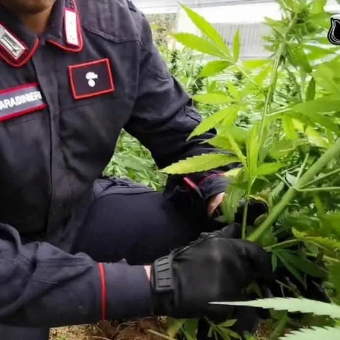 Scovate 600 piante di marijuana in Aspromonte: trovate anche foto trappole istallate per controllare l’area