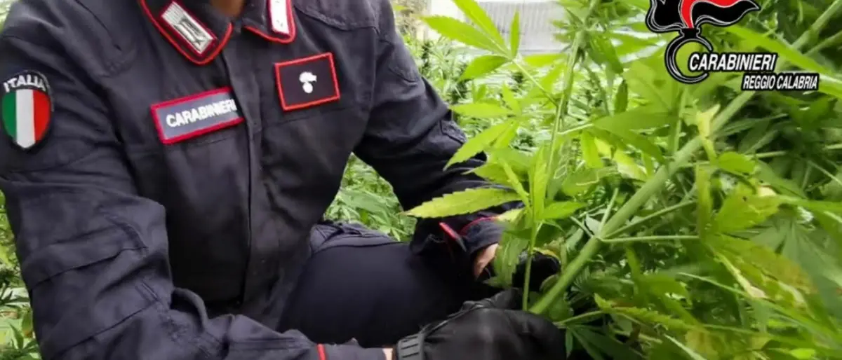Scovate 600 piante di marijuana in Aspromonte: trovate anche foto trappole istallate per controllare l’area