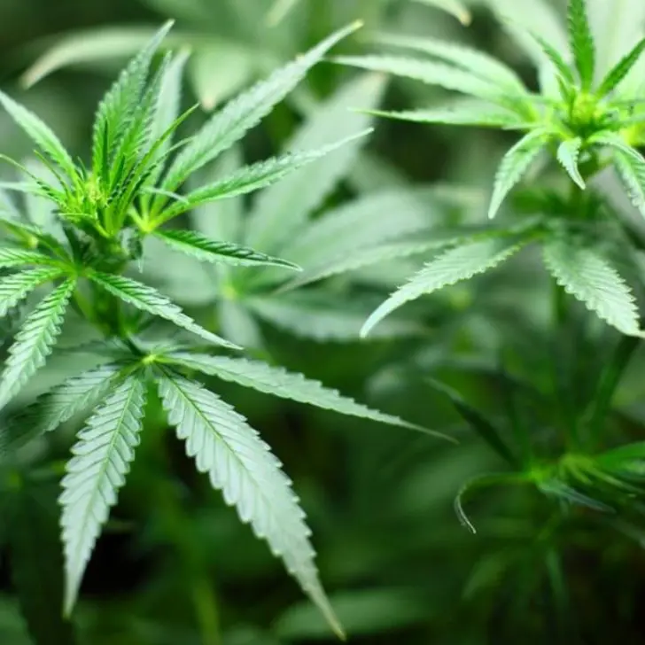 Coltivano 117 piante di marijuana a Cardeto, arrestati cinque giovani reggini