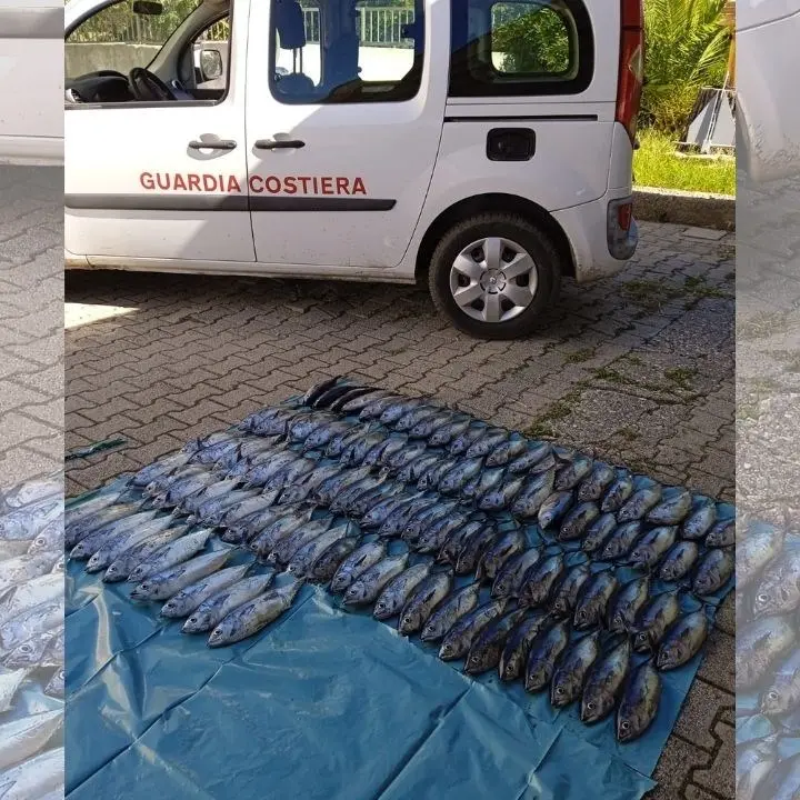 Pesca illegale nel Cosentino, sequestrati 100 chili di tonno rosso
