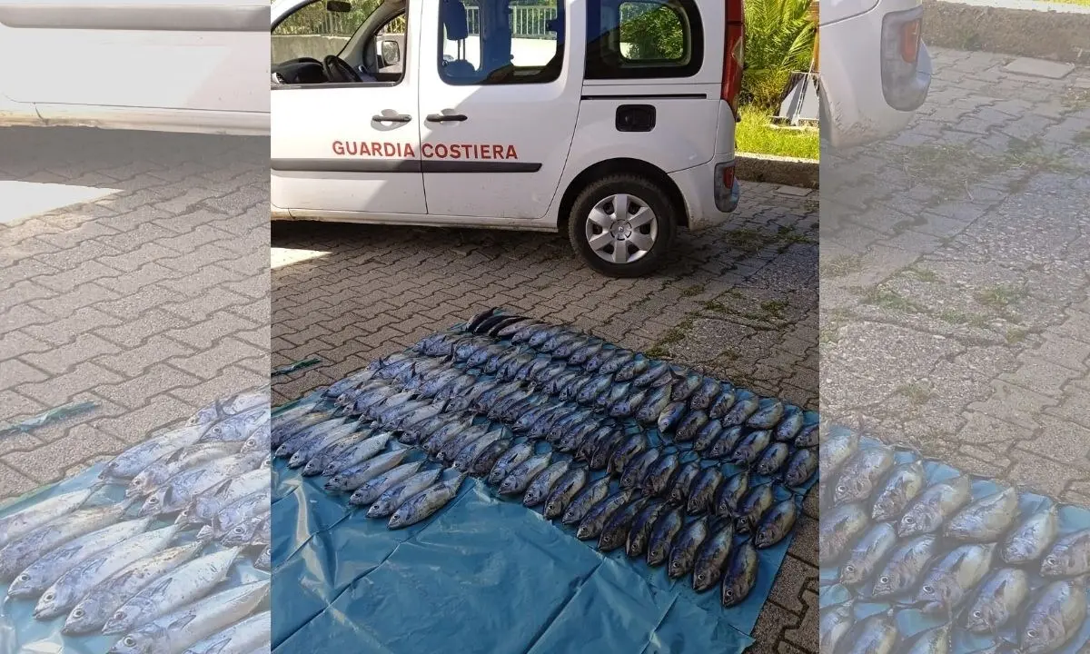 Pesca illegale nel Cosentino, sequestrati 100 chili di tonno rosso