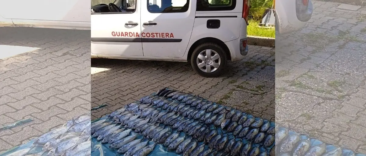 Pesca illegale nel Cosentino, sequestrati 100 chili di tonno rosso