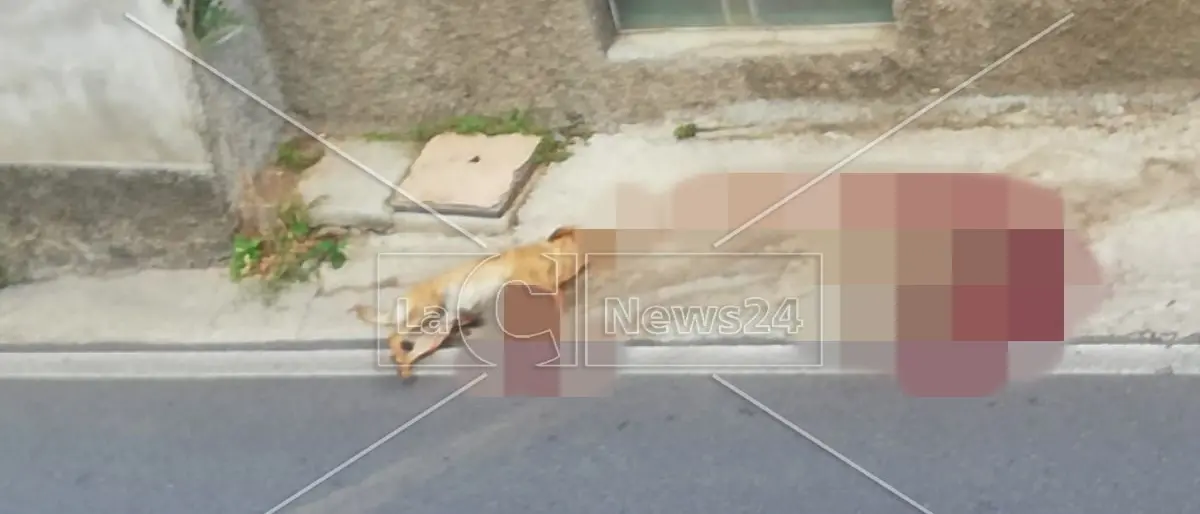 Orrore nel Vibonese, cani morti avvelenati: le carcasse trovate in una pozza di sangue
