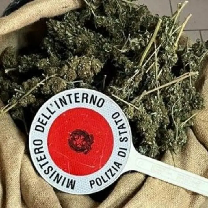 Droga, oltre 6 chili di marijuana scoperti e sequestrati nel Crotonese: indagini in corso