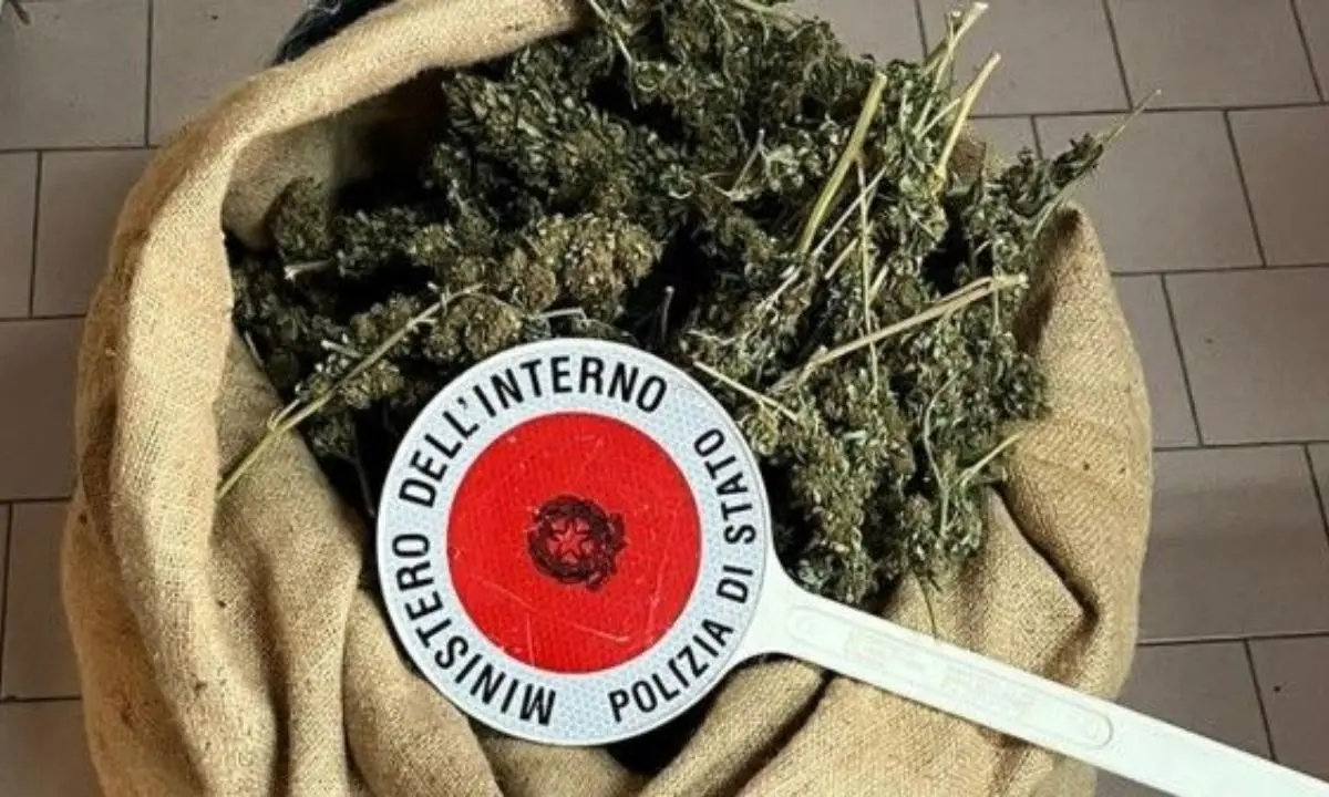 Droga, oltre 6 chili di marijuana scoperti e sequestrati nel Crotonese: indagini in corso