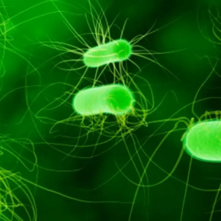 Allarme listeria, il batterio trovato anche in tramezzini al salmone. Le raccomandazioni dell’Iss