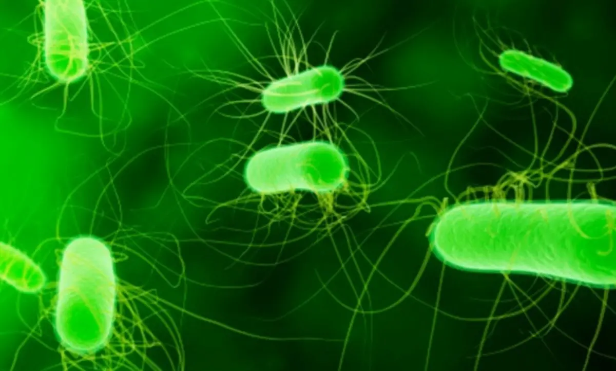 Allarme listeria, il batterio trovato anche in tramezzini al salmone. Le raccomandazioni dell’Iss