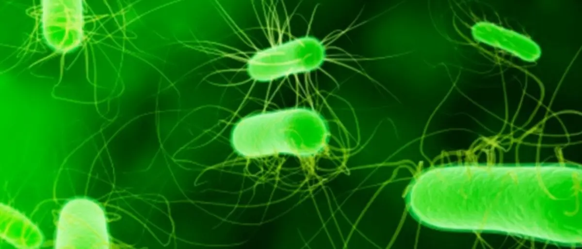 Allarme listeria, il batterio trovato anche in tramezzini al salmone. Le raccomandazioni dell’Iss