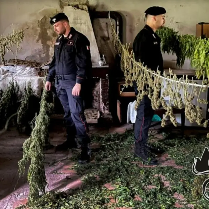 Nel Reggino scoperte 400 piante di cannabis e 30 chili di droga pronti per la vendita