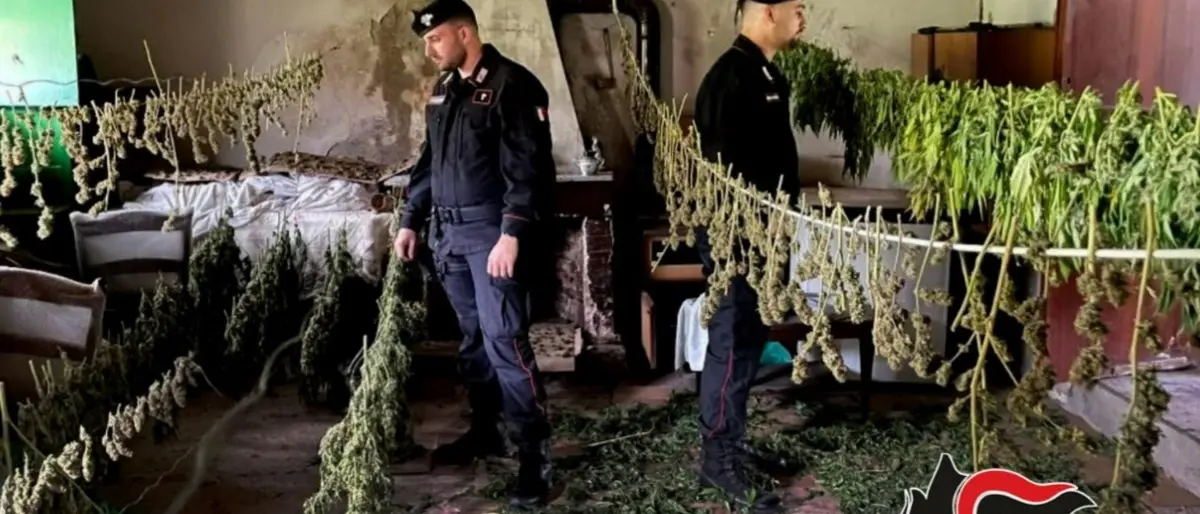 Nel Reggino scoperte 400 piante di cannabis e 30 chili di droga pronti per la vendita