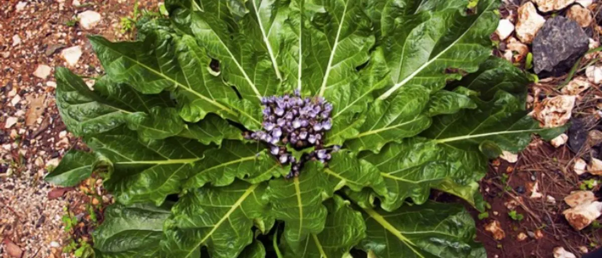 Pianta velenosa scambiata per spinaci, diverse persone finiscono in ospedale