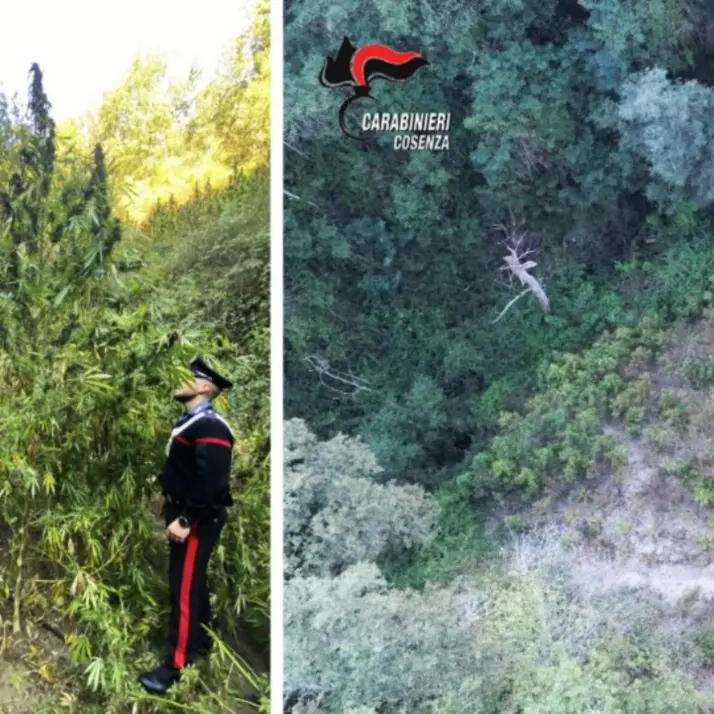 Oltre 1700 piante di marijuana scoperte nei boschi di Casali del Manco
