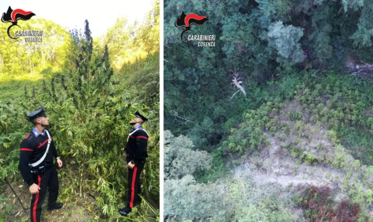 Oltre 1700 piante di marijuana scoperte nei boschi di Casali del Manco