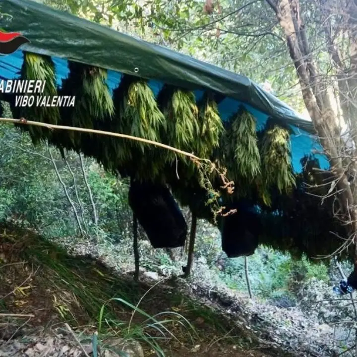 Scoperta essiccatoio di marijuana nel Vibonese, sequestrate quasi 3mila piante di canapa