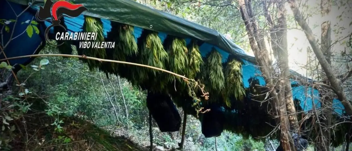 Scoperta essiccatoio di marijuana nel Vibonese, sequestrate quasi 3mila piante di canapa