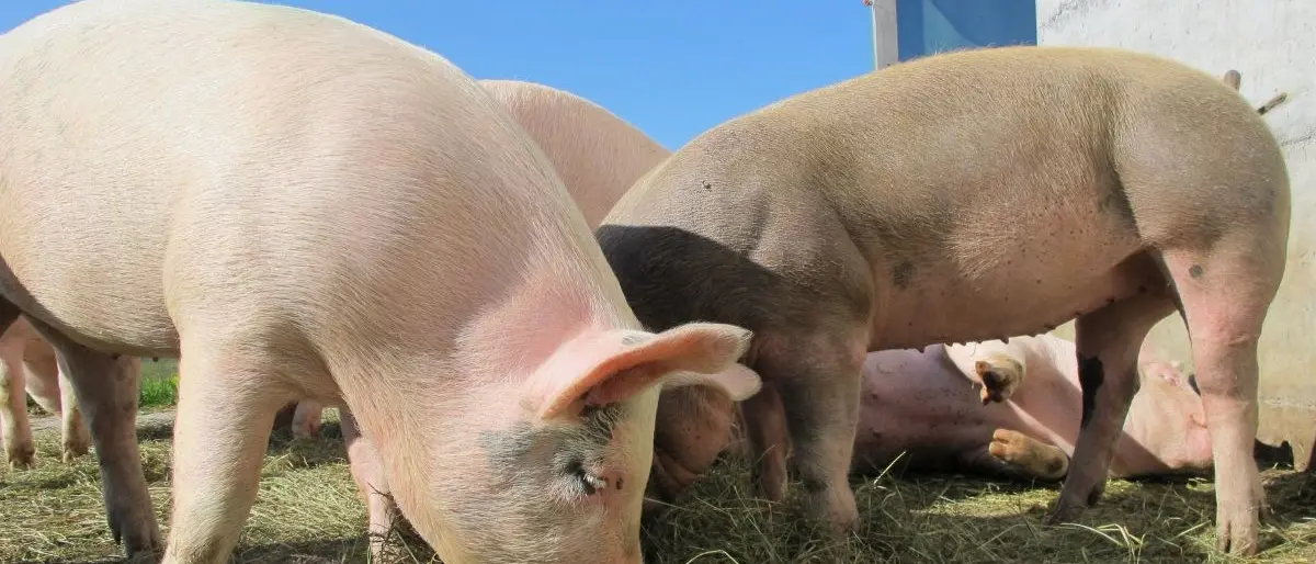 Peste suina, in Calabria sono 13.600 gli allevamenti a rischio in caso di diffusione del virus