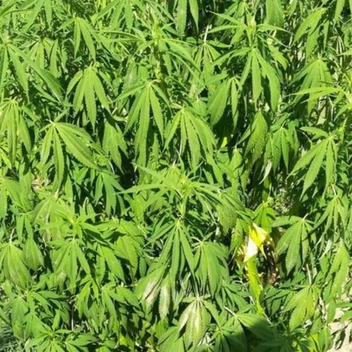 Sequestrate oltre 400 piante di marijuana nel Reggino: indagini per risalire ai responsabili