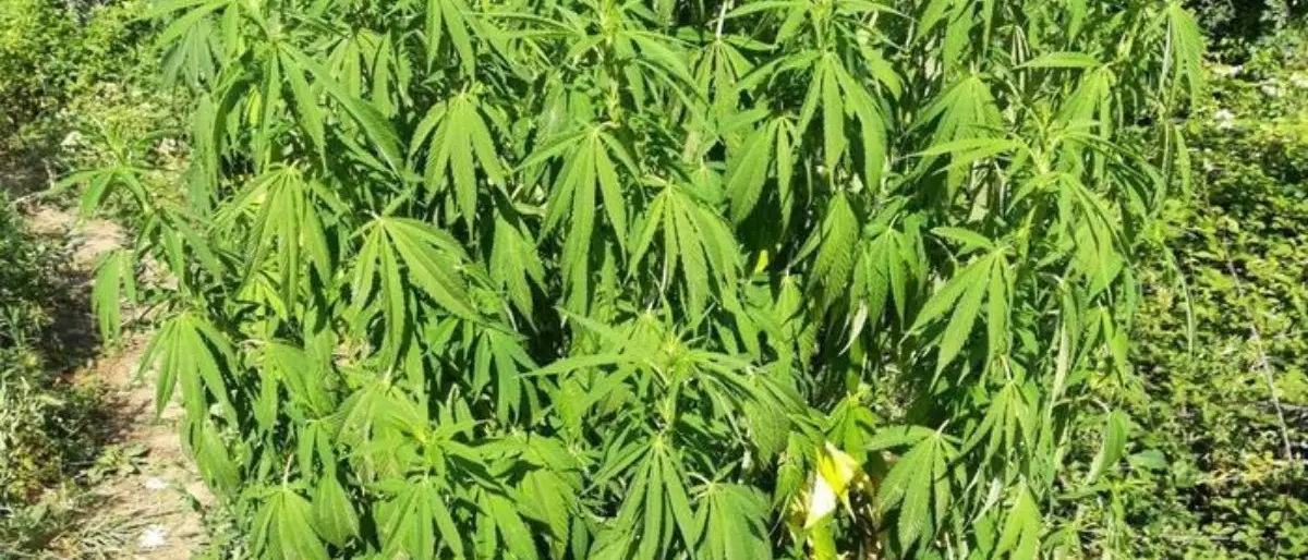 Sequestrate oltre 400 piante di marijuana nel Reggino: indagini per risalire ai responsabili