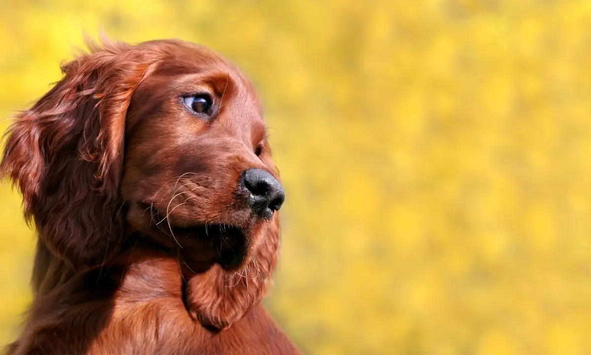 Primo ok alla legge calabrese per la tumulazione di cani e gatti nello stesso loculo del padrone