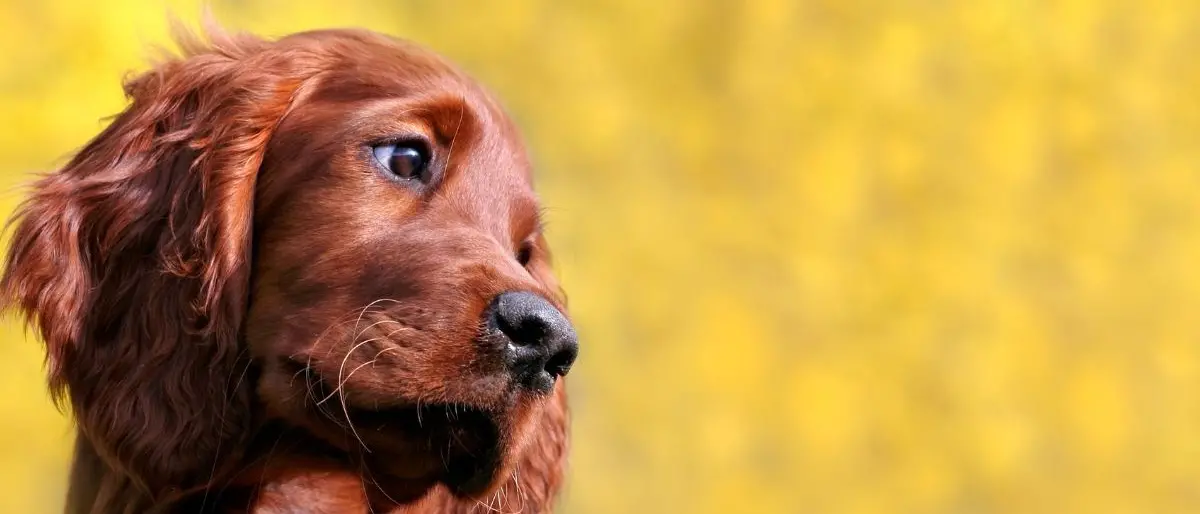Primo ok alla legge calabrese per la tumulazione di cani e gatti nello stesso loculo del padrone