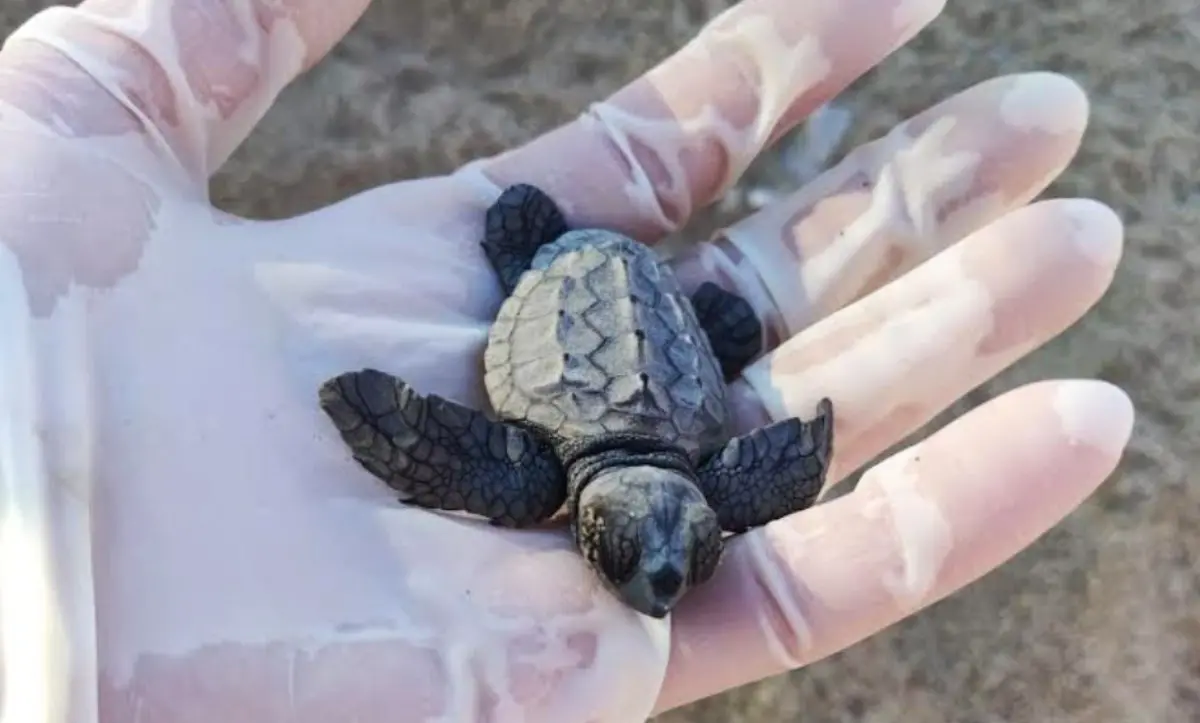 Le tartarughe marine amano i lidi del Sud: la Calabria meta preferita per la nidificazione